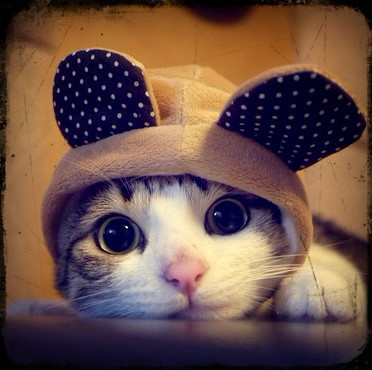 喵星人行为规矩训练_猫咪刷牙的循序渐进训练法_猫咪训练耐心技巧