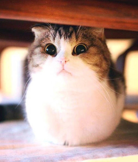 喵星人行为规矩训练_猫咪刷牙的循序渐进训练法_猫咪训练耐心技巧