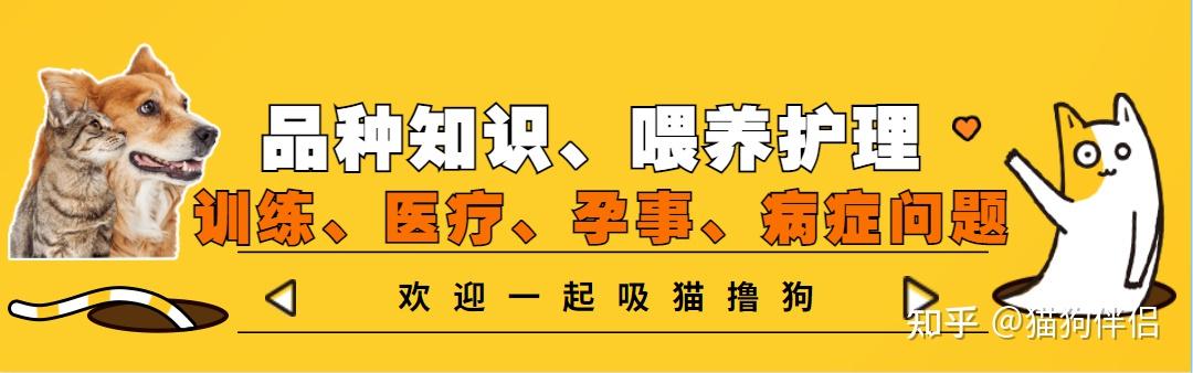 一款合格的幼犬粮应该满足什么样的条件?哪个品牌最适合幼犬呢?（渴望、爱肯拿还是比乐、伯纳天纯）-派特超人-宠物