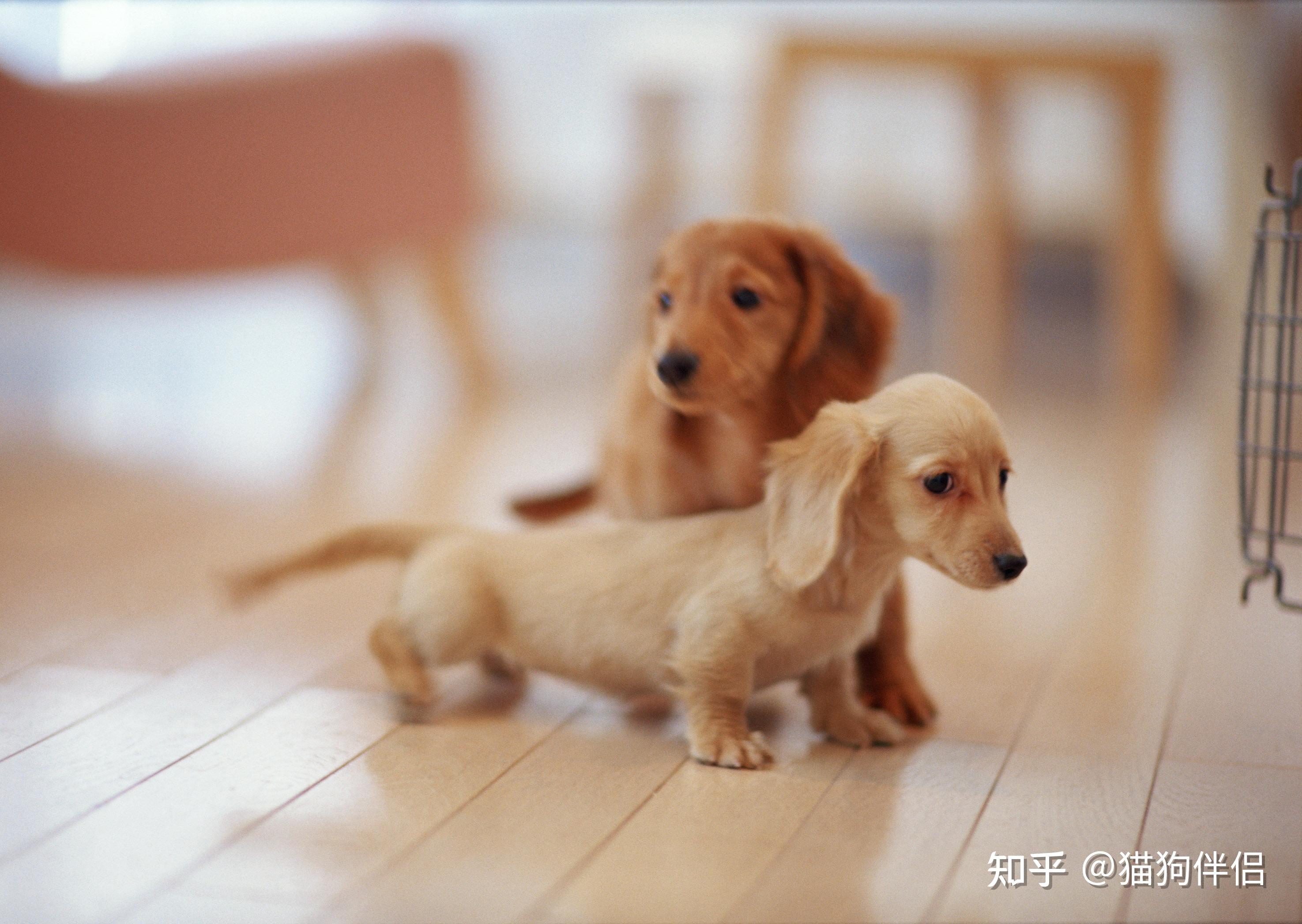 幼犬初次洗澡的注意事项_幼犬狗粮选择指南_幼犬营养需求分析