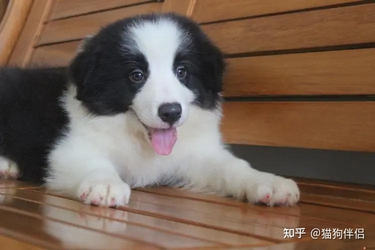 幼犬营养需求分析_幼犬狗粮选择指南_幼犬初次洗澡的注意事项