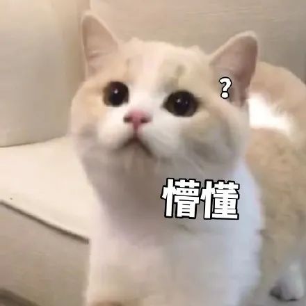 养猫新手必读指南！新猫老猫品种：不同猫咪体检到底该查哪些项目-派特超人-宠物