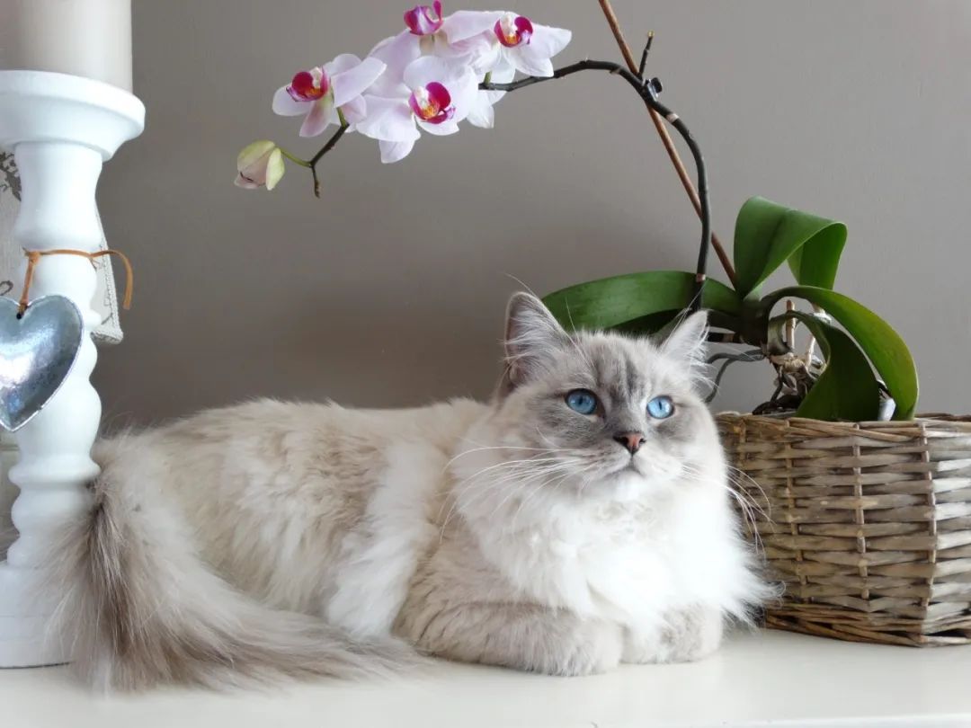 猫咪新进家体检项目_猫咪不同年龄段体检项目_猫咪粪便检测的意义