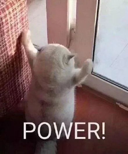 猫咪不同年龄段体检项目_猫咪粪便检测的意义_猫咪新进家体检项目