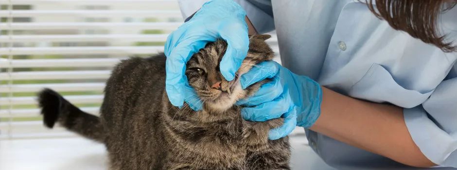 猫咪新进家体检项目_猫咪粪便检测的意义_猫咪不同年龄段体检项目