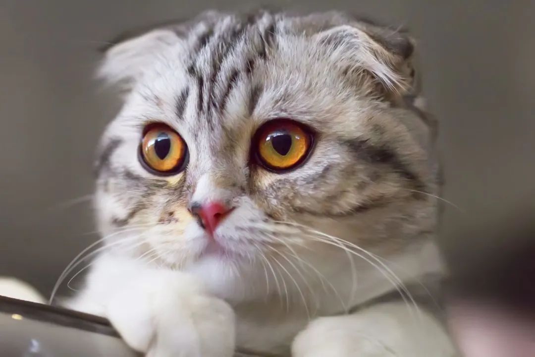 猫咪新进家体检项目_猫咪不同年龄段体检项目_猫咪粪便检测的意义