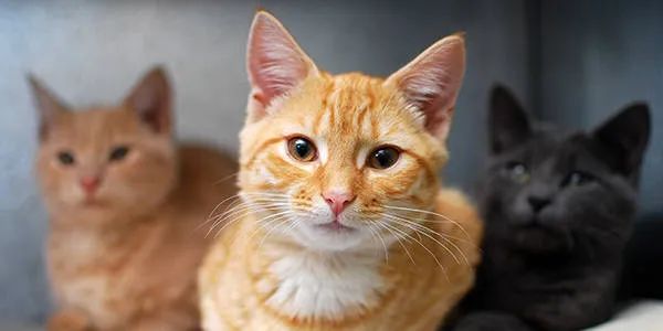 猫咪新进家体检项目_猫咪不同年龄段体检项目_猫咪粪便检测的意义