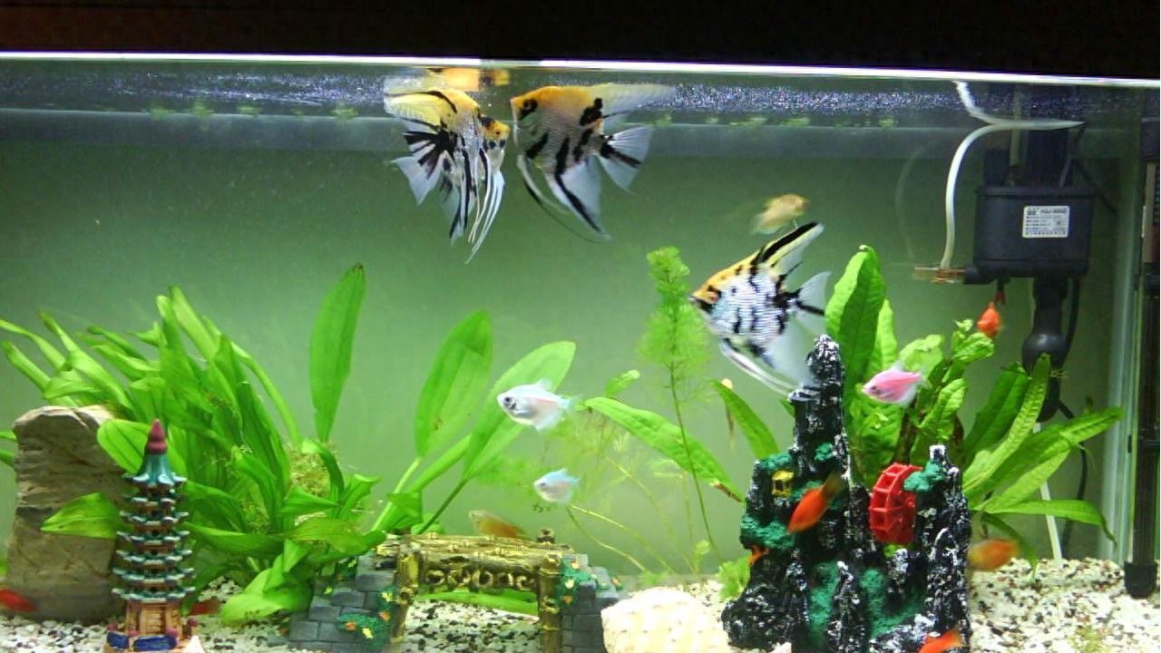 金鱼缸水质浑浊怎么办？鱼缸水两天就浑浊怎么办？我来告诉你-派特超人-宠物