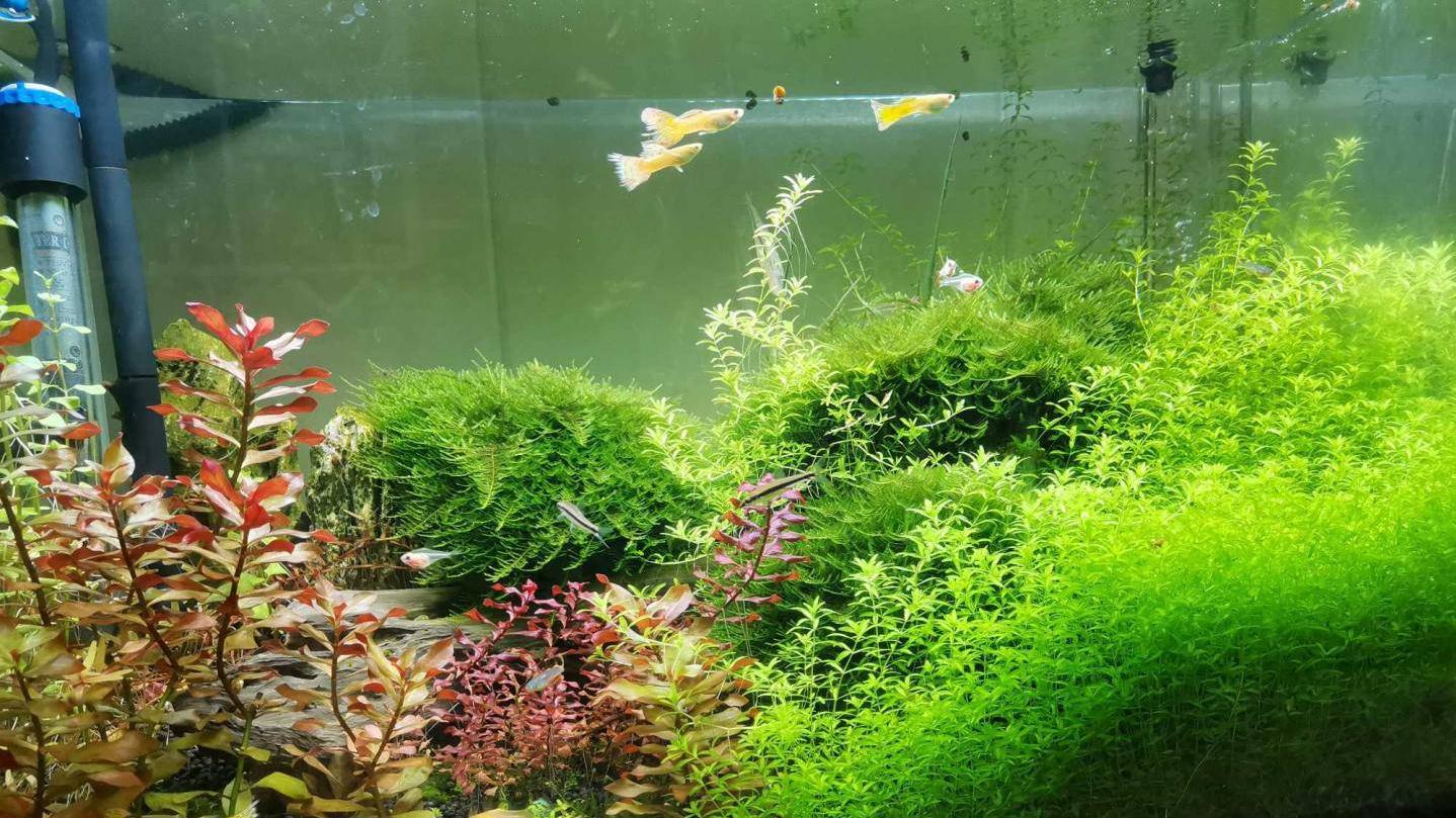 底砂选择会直接影响水质_金鱼缸物理性浑浊解决_金鱼缸水质浑浊处理方法