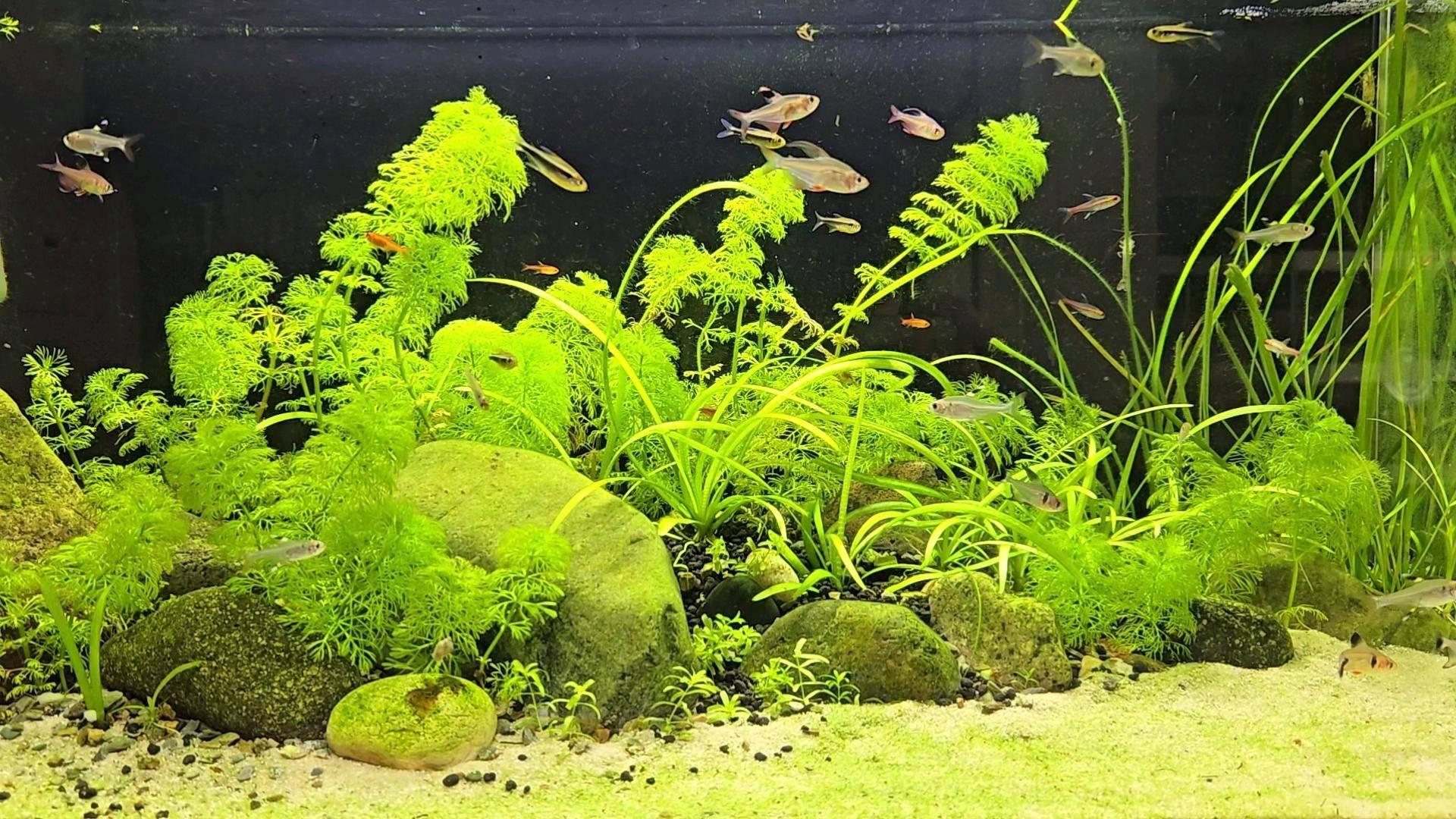 金鱼缸水质浑浊处理方法_底砂选择会直接影响水质_金鱼缸物理性浑浊解决