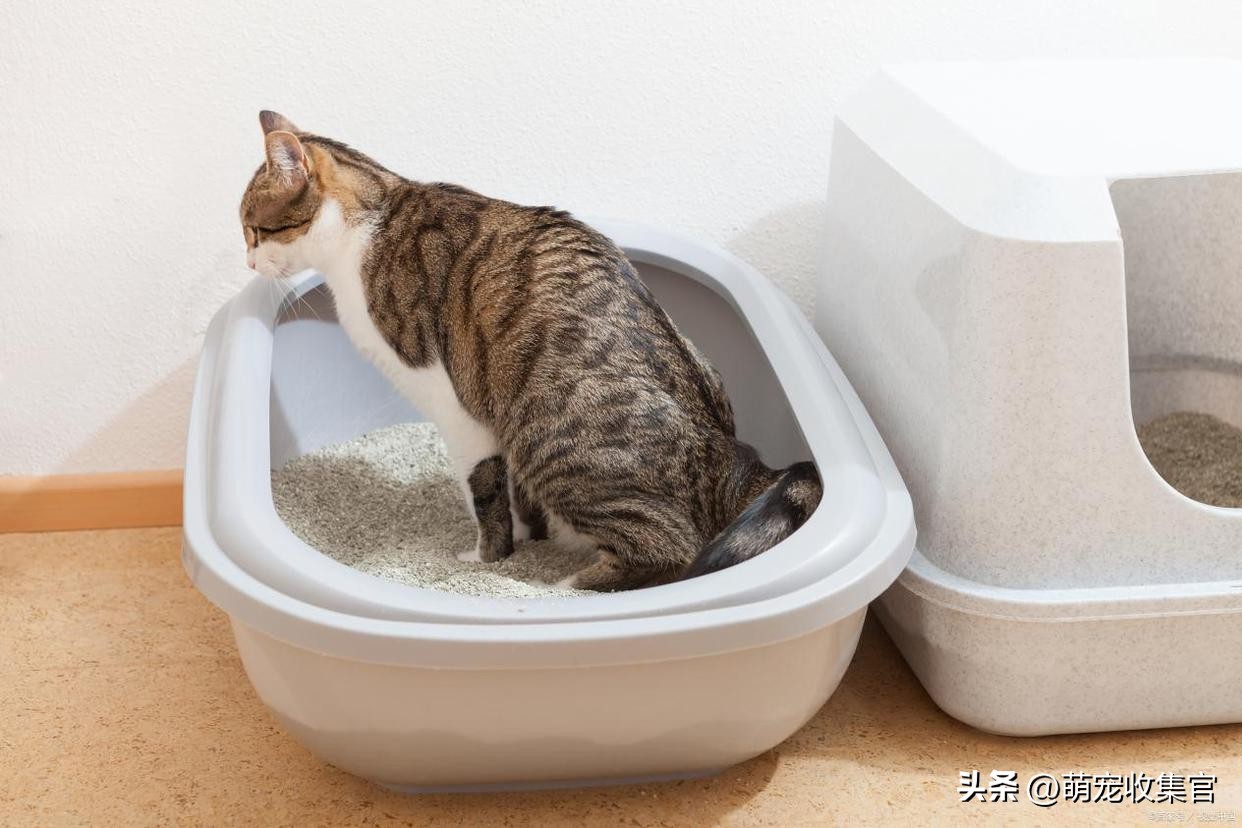 想知道猫咪的健康问题？很简单，通过粪便就可以知道个大概-派特超人-宠物