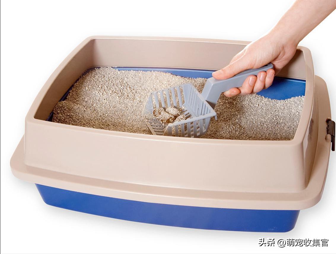 猫咪肠胃问题分析_猫咪粪便检测的意义_猫咪粪便观察方法