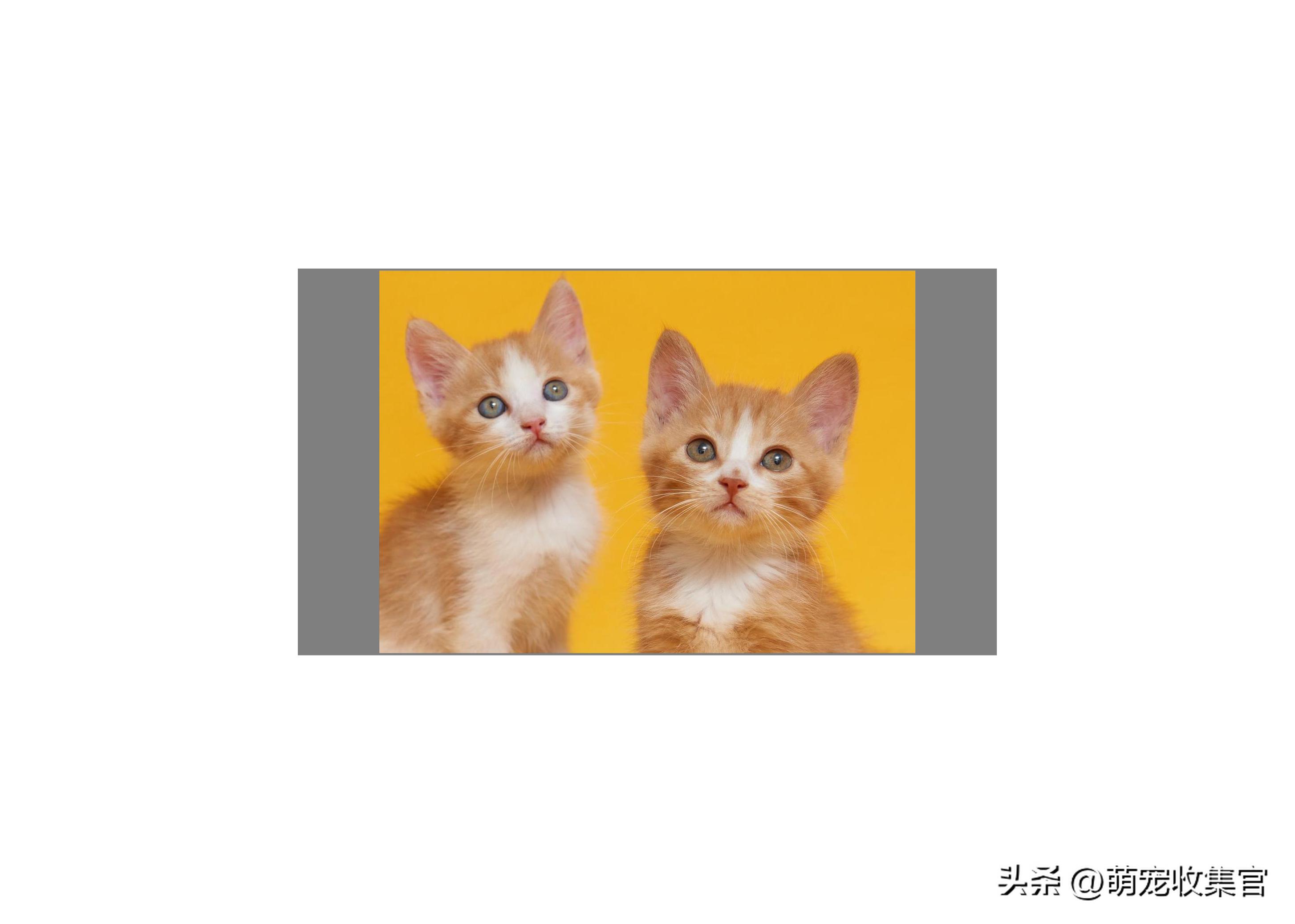 猫咪肠胃问题分析_猫咪粪便检测的意义_猫咪粪便观察方法