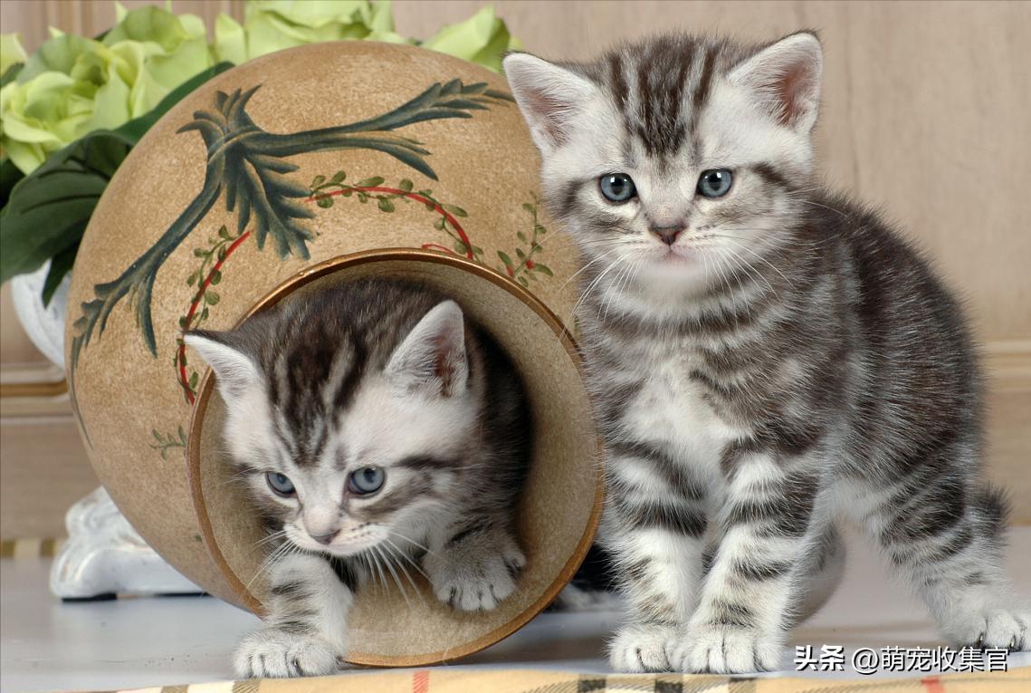 猫咪粪便检测的意义_猫咪肠胃问题分析_猫咪粪便观察方法