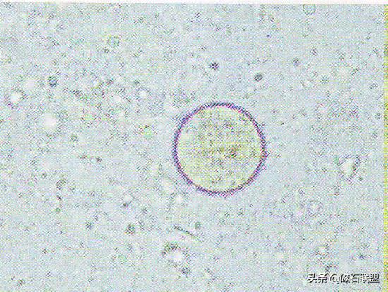 揭秘宠物医院检查项目之便检：什么是便检，为什么狗需要做便检？-派特超人-宠物