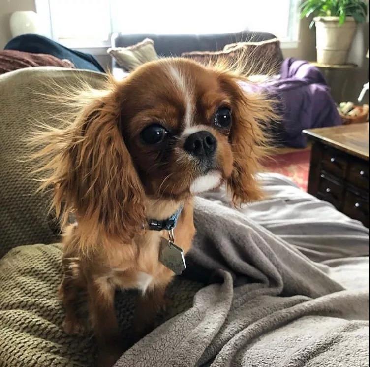 狗狗冬季毛发打结，如何正确洗澡！-派特超人-宠物