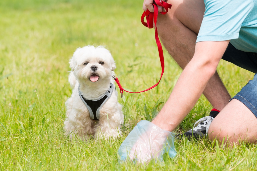 犬猫粪便评分标准_猫咪粪便检测的意义_犬猫粪便颜色分析