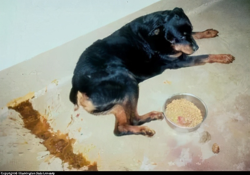 猫咪粪便检测的意义_犬猫粪便颜色分析_犬猫粪便评分标准