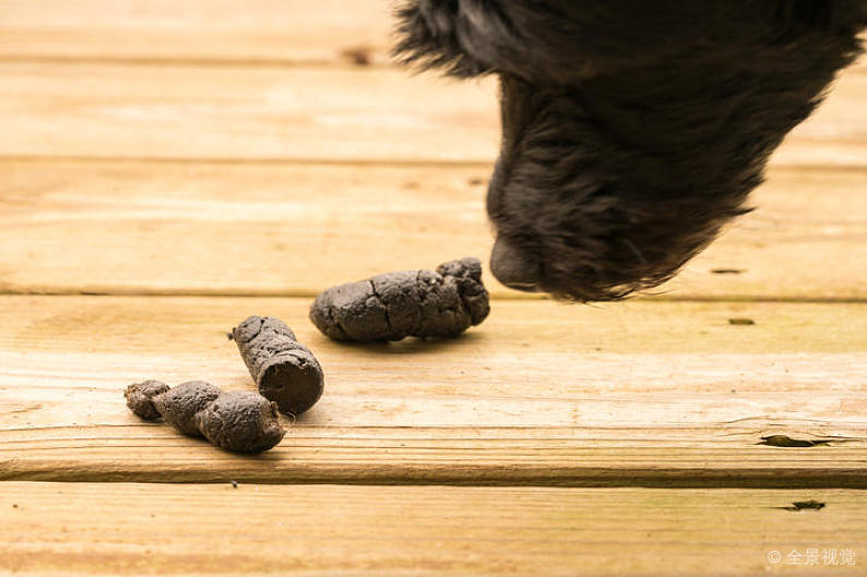 犬猫粪便颜色分析_猫咪粪便检测的意义_犬猫粪便评分标准