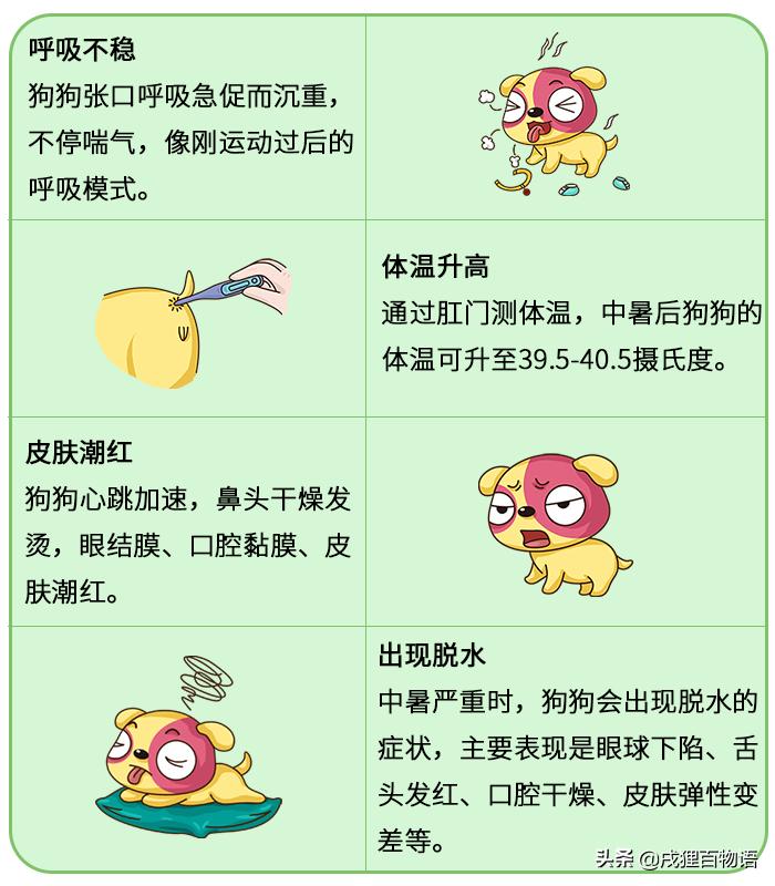 狗狗中暑症状_狗狗喜欢趴地板？降温需求和腹痛_狗狗夏季防暑攻略
