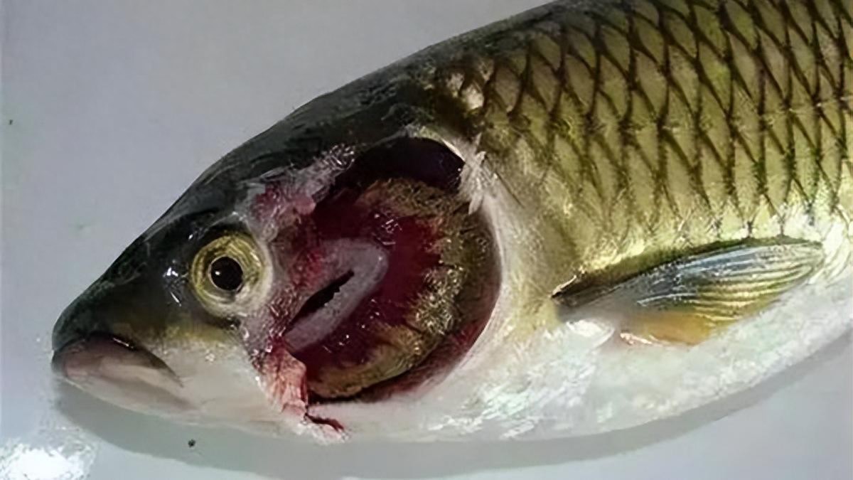 鱼感染寄生虫怎么驱虫？如何防治鱼类寄生虫？这招驱虫不伤鱼-派特超人-宠物