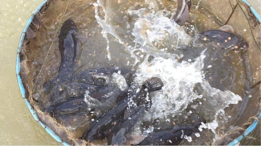 春季鱼类寄生虫防治_鱼类寄生虫病驱虫方法_季节性宠物寄生虫预防方案