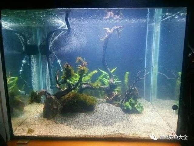 底滤仓快排解决方法_鱼缸水流死角处理技巧_鱼缸跌酸原因分析
