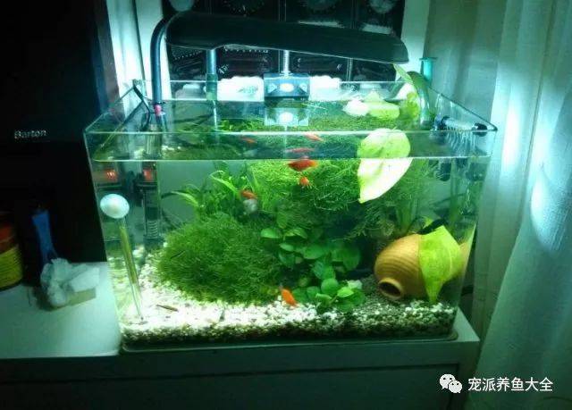 鱼缸水流死角处理技巧_鱼缸跌酸原因分析_底滤仓快排解决方法