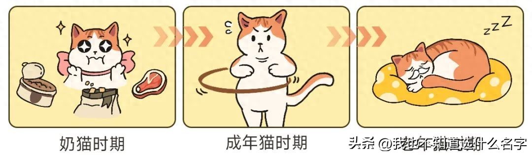 养猫饮食控制_猫咪挑食解决方案_猫咪刷牙的循序渐进训练法