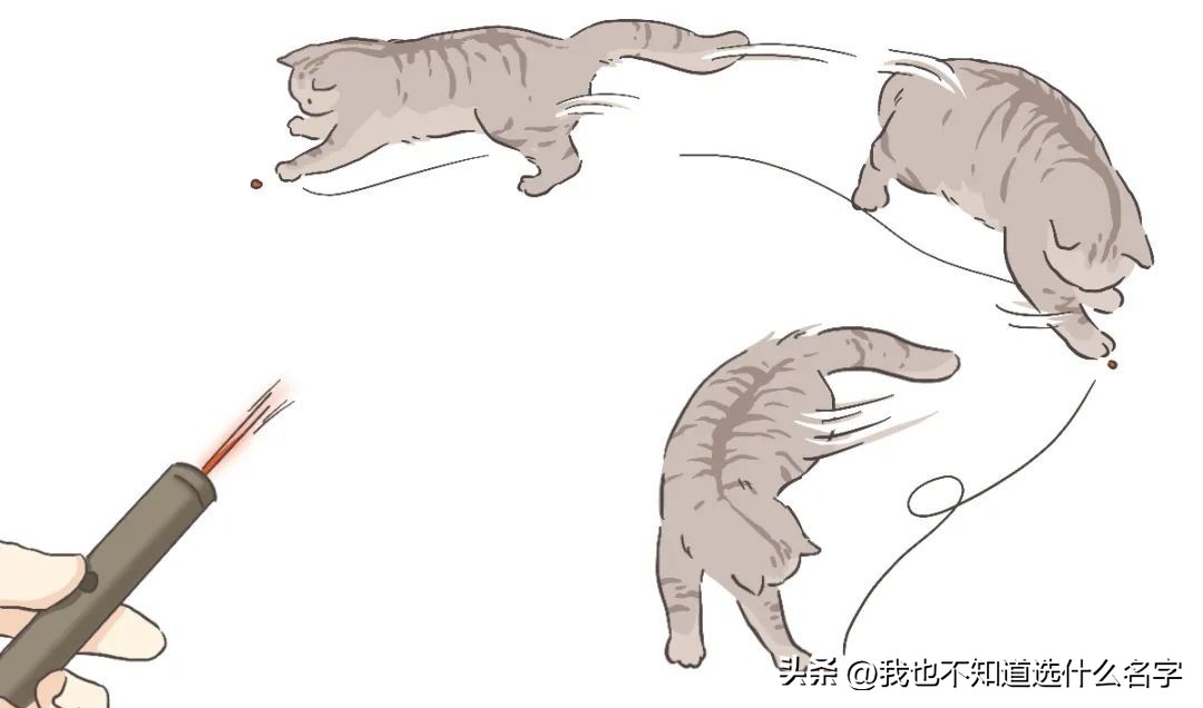 养猫饮食控制_猫咪挑食解决方案_猫咪刷牙的循序渐进训练法