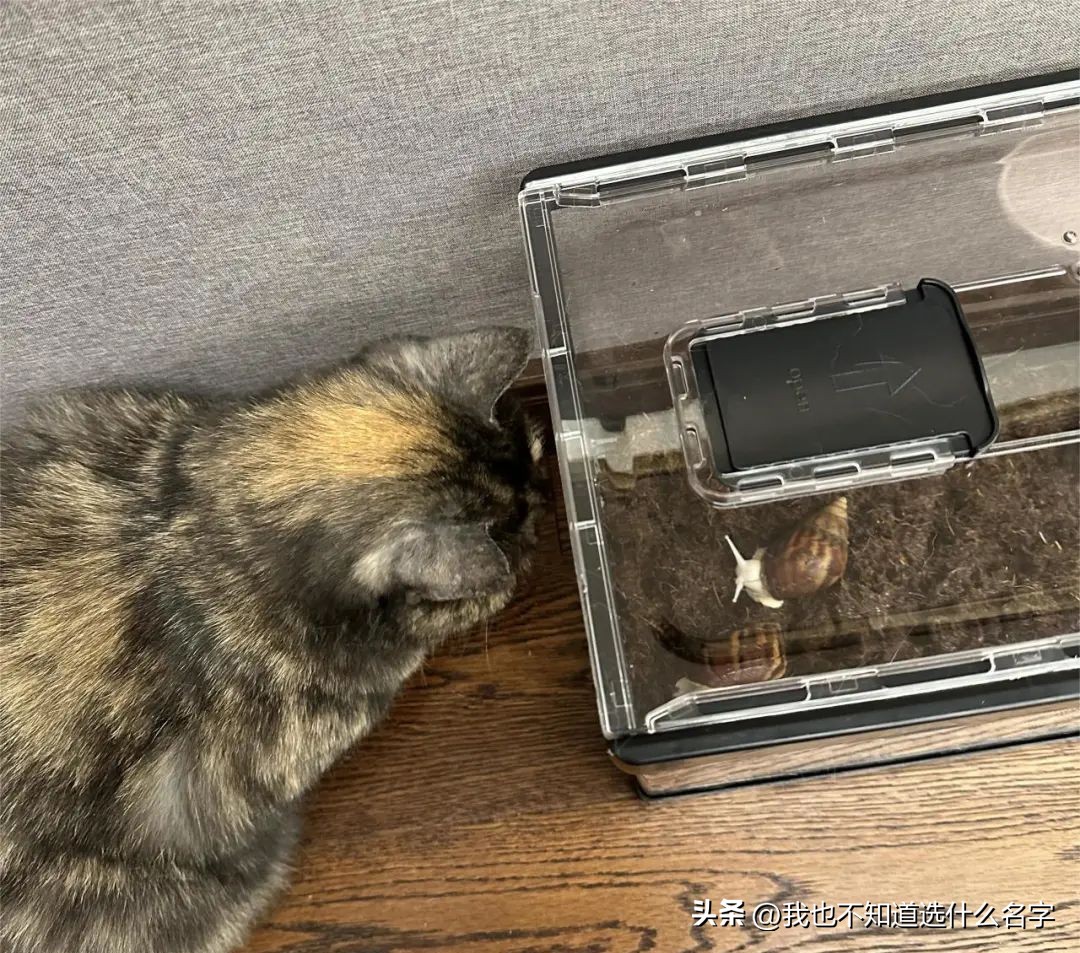 猫咪刷牙的循序渐进训练法_养猫饮食控制_猫咪挑食解决方案