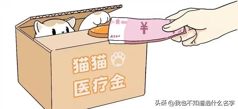 养猫饮食控制_猫咪刷牙的循序渐进训练法_猫咪挑食解决方案