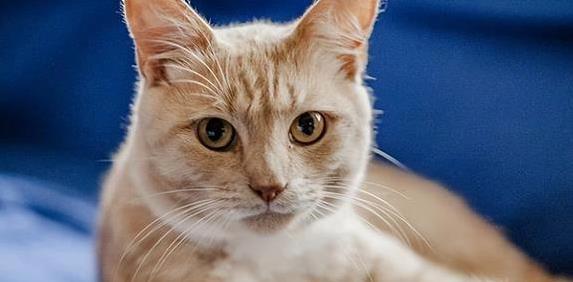 猫咪刷牙的循序渐进训练法_儿童养猫注意事项_猫咪猫藓预防方法
