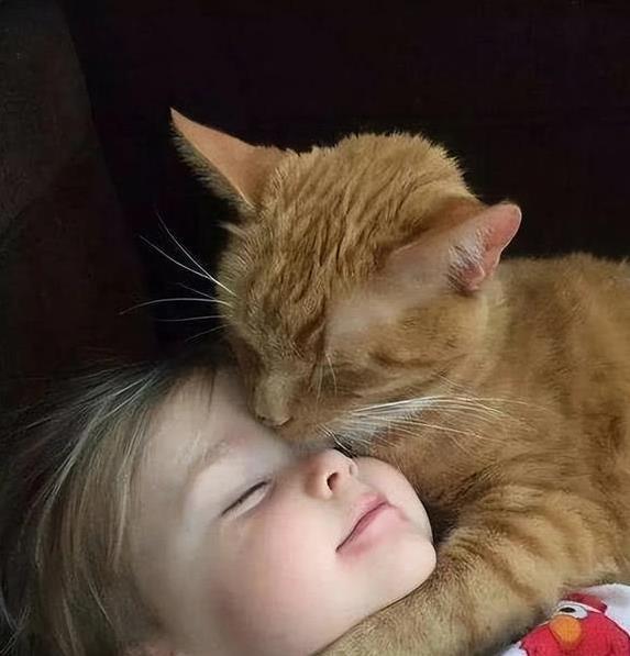 猫咪猫藓预防方法_儿童养猫注意事项_猫咪刷牙的循序渐进训练法