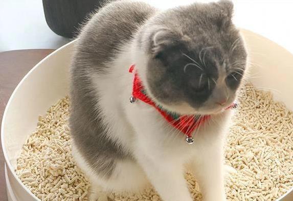 儿童养猫注意事项_猫咪猫藓预防方法_猫咪刷牙的循序渐进训练法