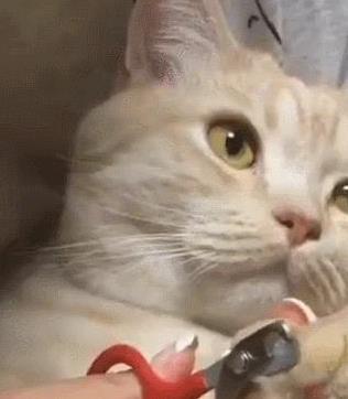猫咪刷牙的循序渐进训练法_猫咪猫藓预防方法_儿童养猫注意事项