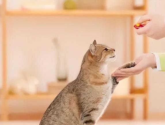 猫咪刷牙的循序渐进训练法_猫咪猫藓预防方法_儿童养猫注意事项