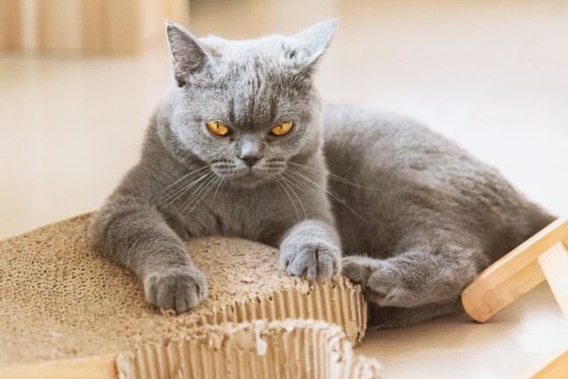 猫咪误解行为语言_猫咪为什么爱埋食物_猫咪埋屎行为原因