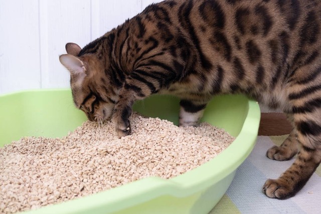 猫咪埋屎行为原因_猫咪为什么爱埋食物_猫咪误解行为语言