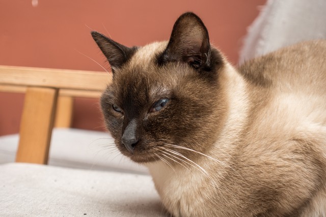 猫咪误解行为语言_猫咪为什么爱埋食物_猫咪埋屎行为原因
