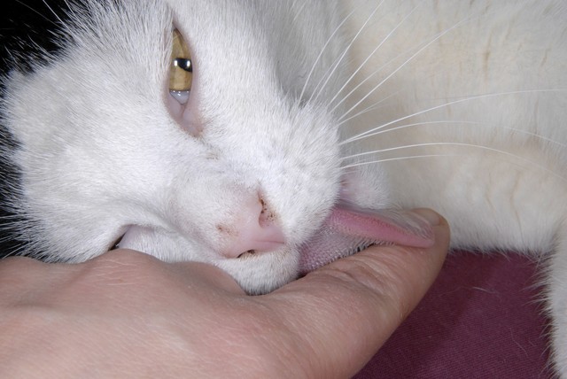 猫咪为什么爱埋食物_猫咪误解行为语言_猫咪埋屎行为原因