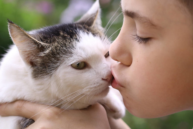 猫咪为什么爱埋食物_猫咪误解行为语言_猫咪埋屎行为原因
