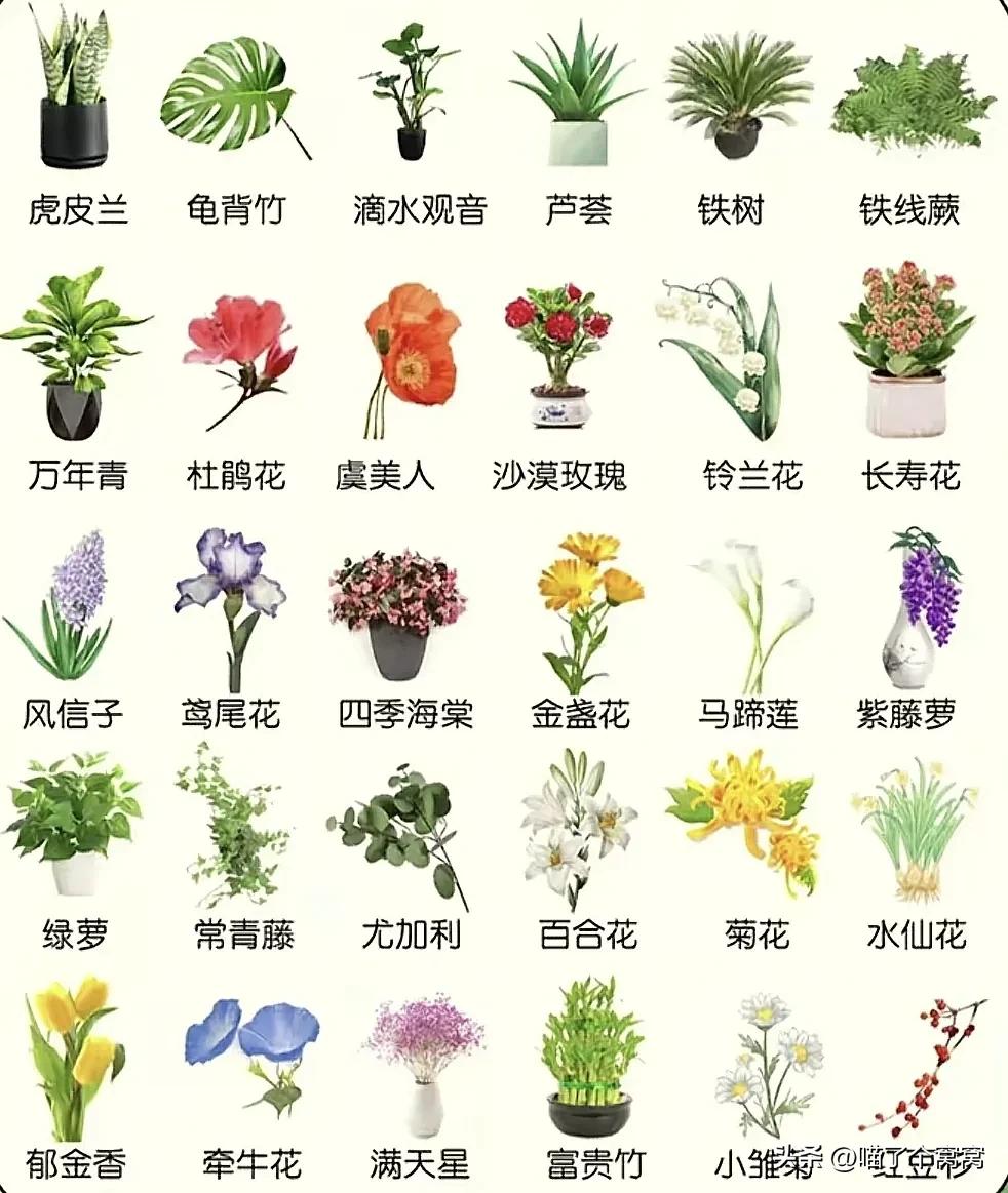 猫咪刷牙的循序渐进训练法_新猫到家必备用品_科学养猫攻略