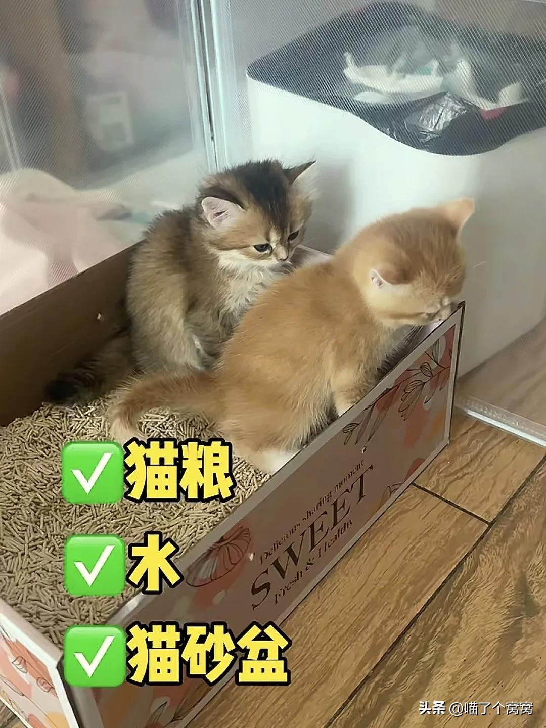 猫咪刷牙的循序渐进训练法_科学养猫攻略_新猫到家必备用品
