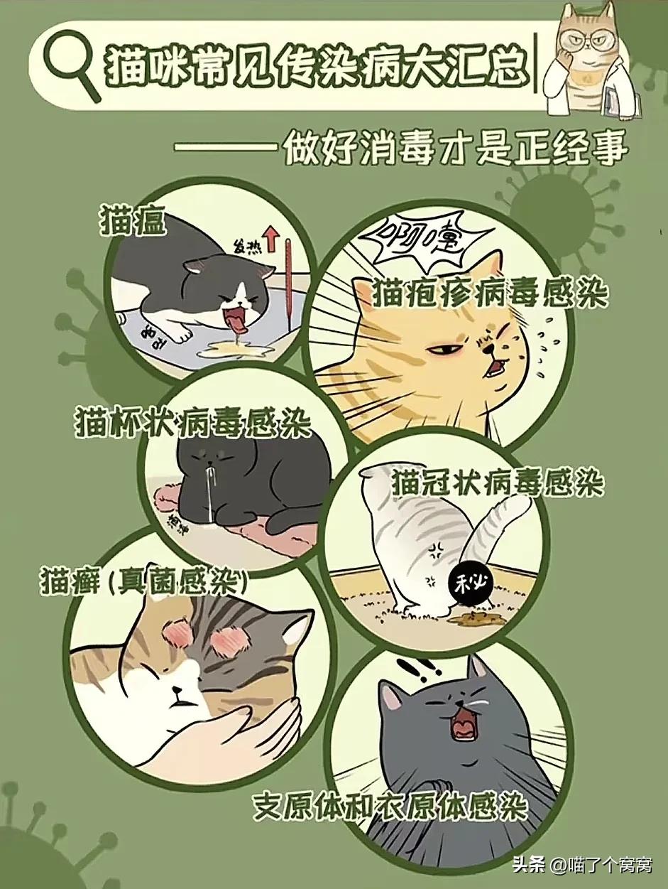 科学养猫攻略_猫咪刷牙的循序渐进训练法_新猫到家必备用品