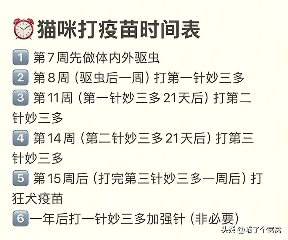猫咪刷牙的循序渐进训练法_科学养猫攻略_新猫到家必备用品