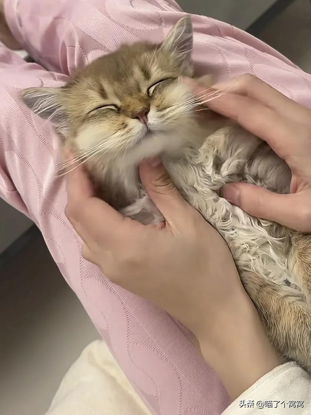 科学养猫攻略_新猫到家必备用品_猫咪刷牙的循序渐进训练法