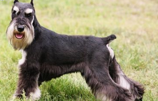 狗狗眼睛红肿是有哪些原因引起 这次就知道狗狗眼睛红原因-派特超人-宠物