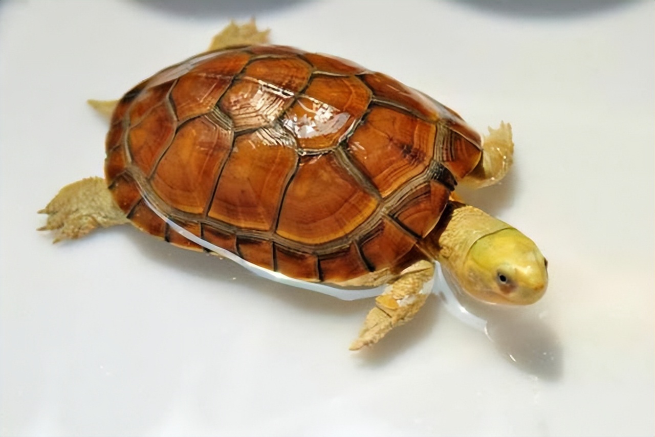 养龟，应该选用什么底沙？怎么选？-派特超人-宠物