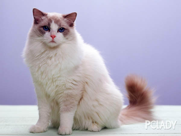 猫咪刷牙的循序渐进训练法_猫咪听话训练技巧_猫咪训练方法
